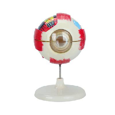 Анатомичен модел на ОКО