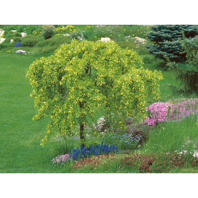 Karagana stromovitá Pendula na kmienku, výška 80-100 cm, kvetináč 5 l