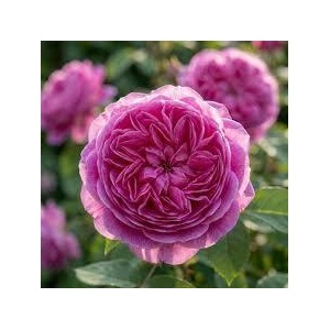  Роза Louise Odier ® - Madame de Stella®