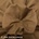 Bavlněný elastický twill ARR 6702-8