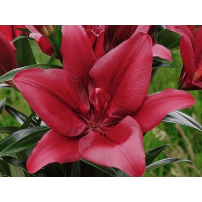 Ľalia Forza Red, kvetináč 11 cm