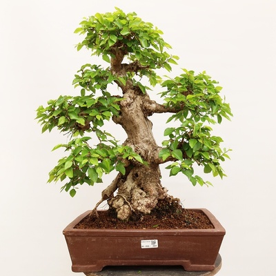 e-bonsai Venkovní bonsai -Carpinus Coreana - Habr korejský