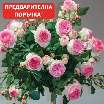 Image 1 of Meilland® Щамбова Роза Eden Rose ' 85® - Meilland®