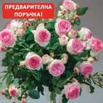 Meilland® Щамбова Роза Eden Rose ' 85® - Meilland®