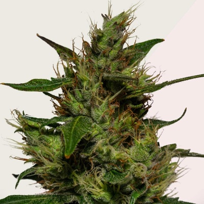Kera Seeds Critical semena neobsahují THC 3 ks