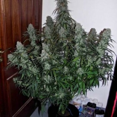 Phoenix Seeds Quick Flowering THC semena neobsahují THC 5 ks