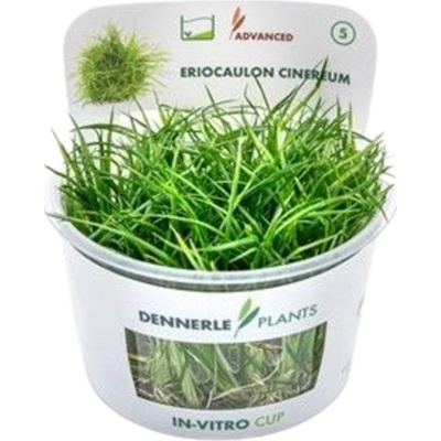 Eriocaulon cinereum