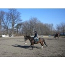 Poníci