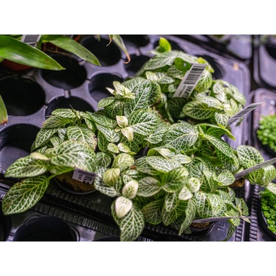 Fittonia White