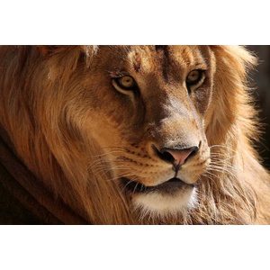 DIMEX ART Флизелинов фототапет африкански лъв 375 x 250 см
