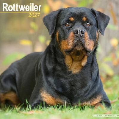 AVONSIDE Rottweiler, 30 x 30 cm 2027