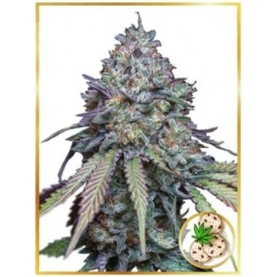 Mr. Hide Seeds Auto Girl Scout Cookies semena neobsahují THC 3 ks