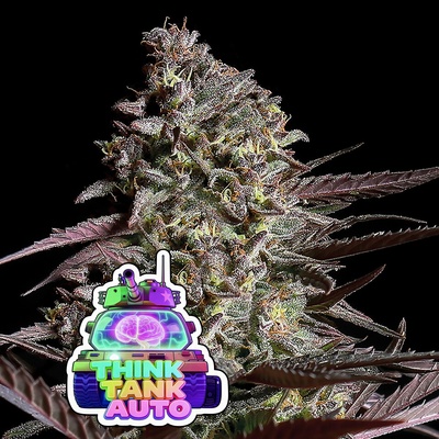 Think Tank Auto Anesia Seeds semena neobsahují THC 5 ks