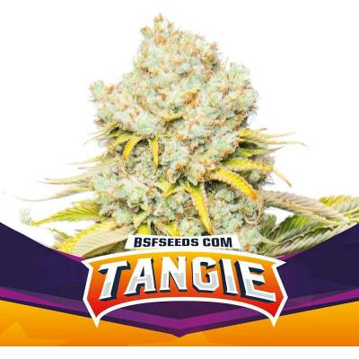 BSF Seeds Tangie semena neobsahují THC 4 ks