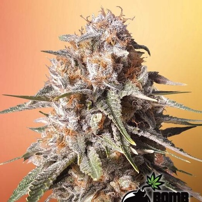 Bomb Seeds Baked Bomb AUTO semena neobsahují THC 5 ks