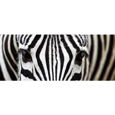 Dimex MP-2-0234 Panoramatická vliesová fototapeta na zeď Zebra, rozmery 375 x 150 cm