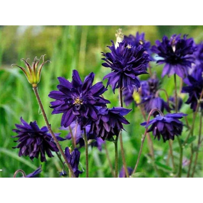 Orlíček obyčajný Blue Barlow - Aquilegia, kont. 1 l