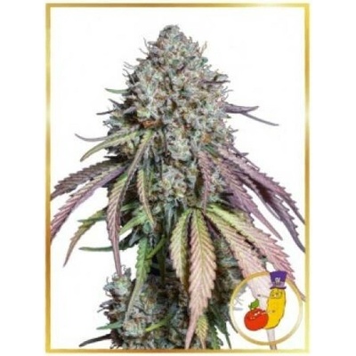 Mr. Hide Seeds Auto Runtz semena neobsahují THC 3 ks