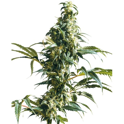 Sensi Seeds Mexican Sativa semena neobsahují THC 3 ks