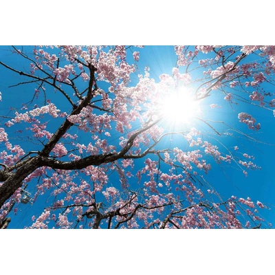 DIMEX ART Флизелинов фототапет цъфтящо дърво 375 x 250 см