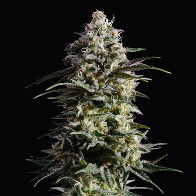 Kannabia Seeds Pure Skunk Go Fast semienka neobsahujú THC 100 ks