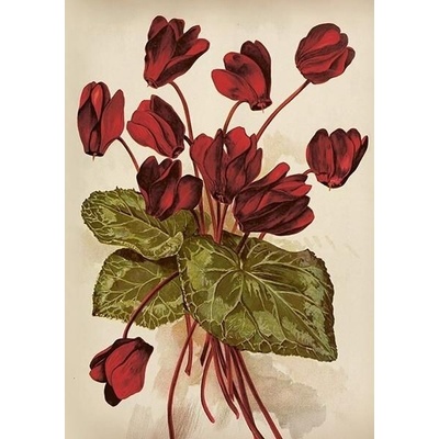 Přání Autumn Flowers Cyclamen