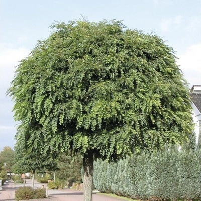 Agát biely FloraSelf Robinia pseudoacacia 'Umbraculifera' výška 125-150 cm kvetináč 18 l