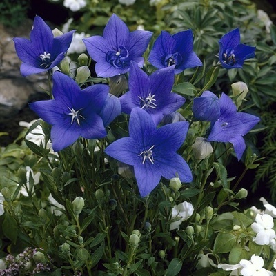 levandule-online.cz Boubelka " Platycodon grandiflorus Codo Blue "