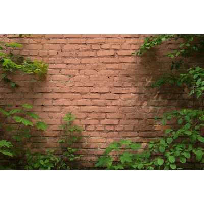 Dimex MS-5-2664 Vliesová fototapeta Zarostlá cihlová zeď rozměry 375 x 250 cm