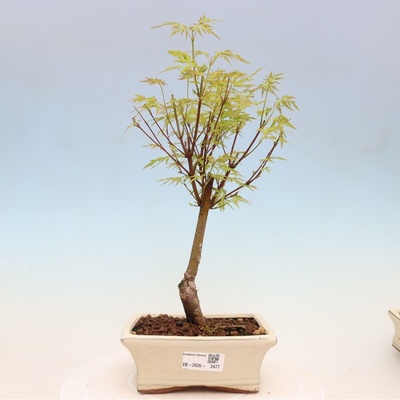 e-bonsai Venkovní bonsai - Acer palmatum Dissectum - Javor dlanitolistý
