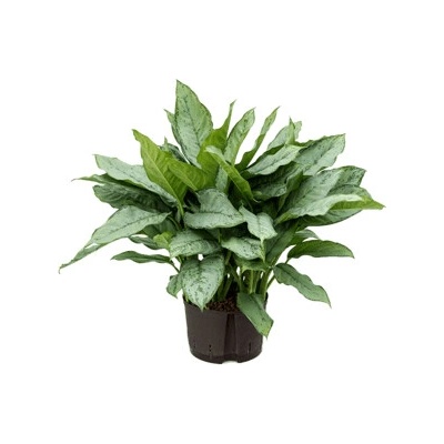 Aglaonema freedman Tuft 28/19 - 65 cm