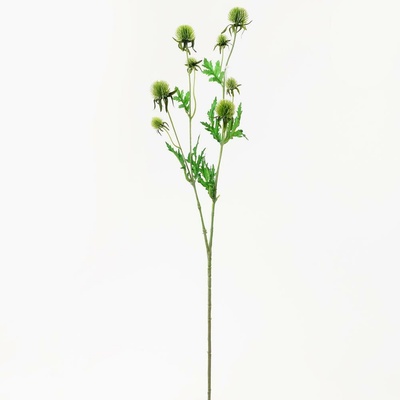 Echinops kus 71cm zelený 1100550