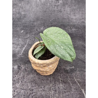 Monstera Amydrium mini