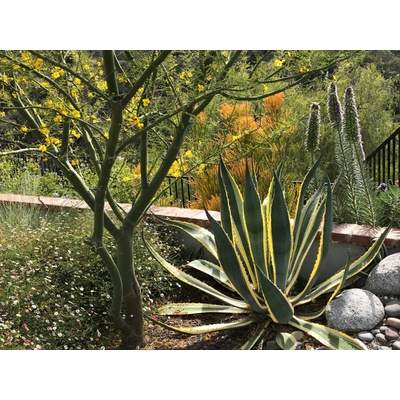 Agave Americana Variegata, kont. 5 l