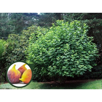 Figovník Della Signora 30-40 cm, kont. 2 l