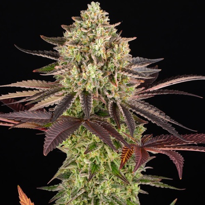 Barney´s Farm Apple Fritter semena neobsahují THC 3 ks
