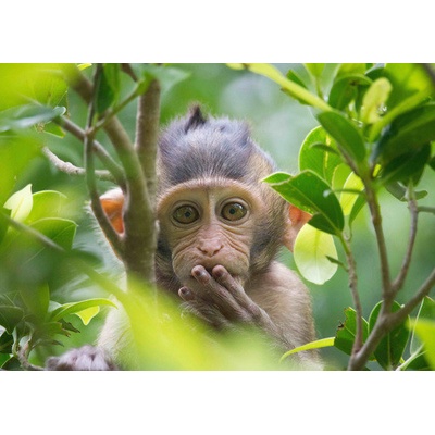 (B) 3D pohľadnica PARDON ME (Small ape)