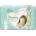 Pampers Premium Care Size 0 еднократни пелени < 3kg 30 бр