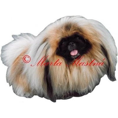Samolepka pekinéz archiv 390