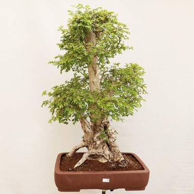 e-bonsai Venkovní bonsai -Carpinus Coreana - Habr korejský