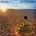 SOUTHER JOHN DAVID: BLACK ROSE CD