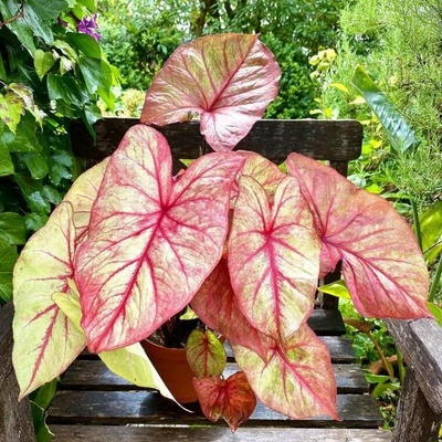 Caladium AUTUMN BEAUTY kaládie andělská křídla