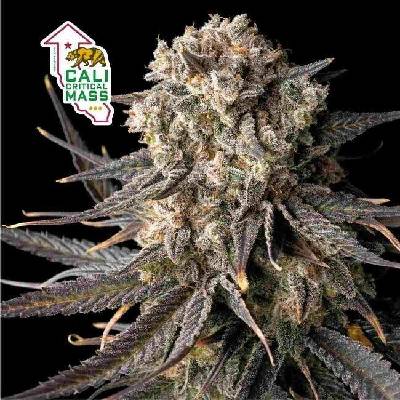 Seedsman Cali Critical Mass semena neobsahují THC 3 ks