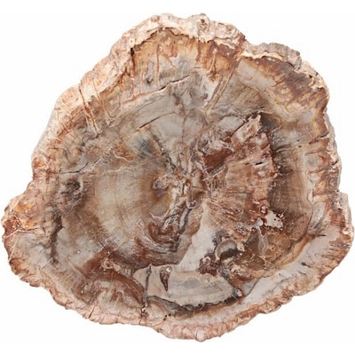 Nefertitis Zkamenělé dřevo leštěný řez 37 NF63926 - cca 11 x 10 cm, 334 g