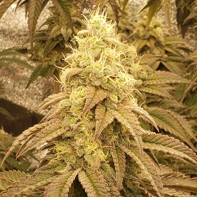 Trilogene Seeds Socrates Sour semienka neobsahujú THC 5 ks