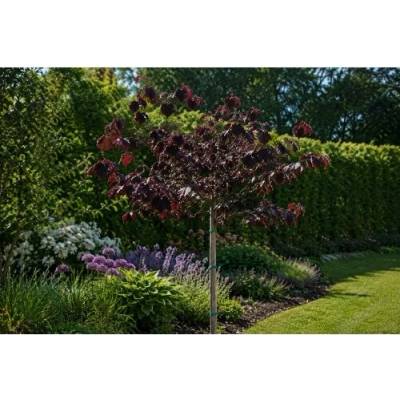 Lieska obyčajná (Corylus avellana) ´RED MAJESTIC´ - výška 60-80 cm, kont. C5L - NA KMIENKU
