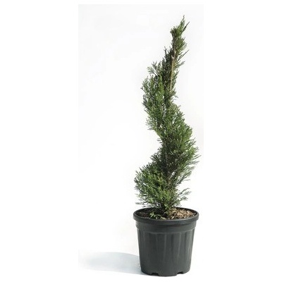 Cypřišovec Leylandův spirála Cupressocyparis leylandii 'Pyramidalis' 80 cm květináč 9 l