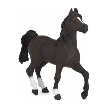 Papo Con of the Arabian breed
