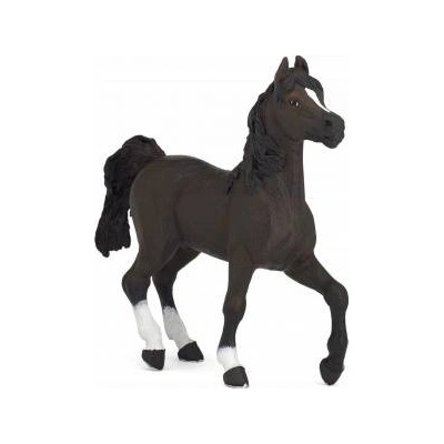 Papo Con of the Arabian breed