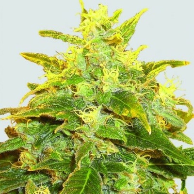 Nirvana Pure Power Plant regular semienka neobsahujú THC 10 ks